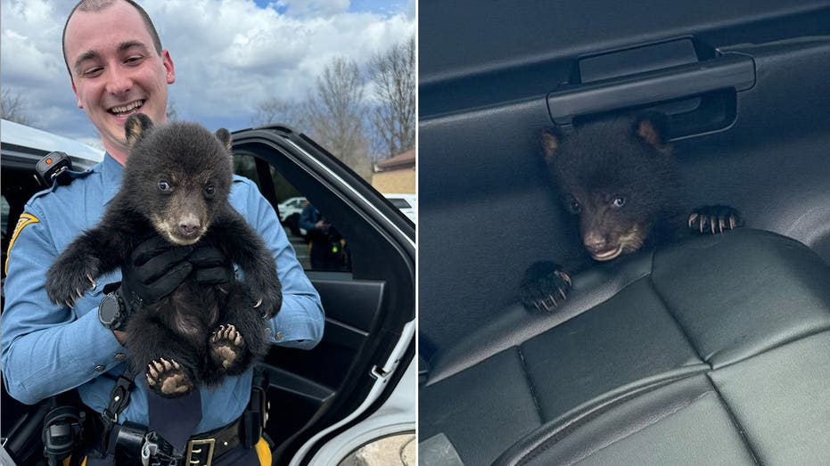 Abandoned bear cub, 'under arrest for cuteness,' grabbed by state troopers from interstate highway
