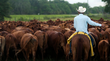 As cattle herds shrink and beef prices rise, investors back AI cow collars