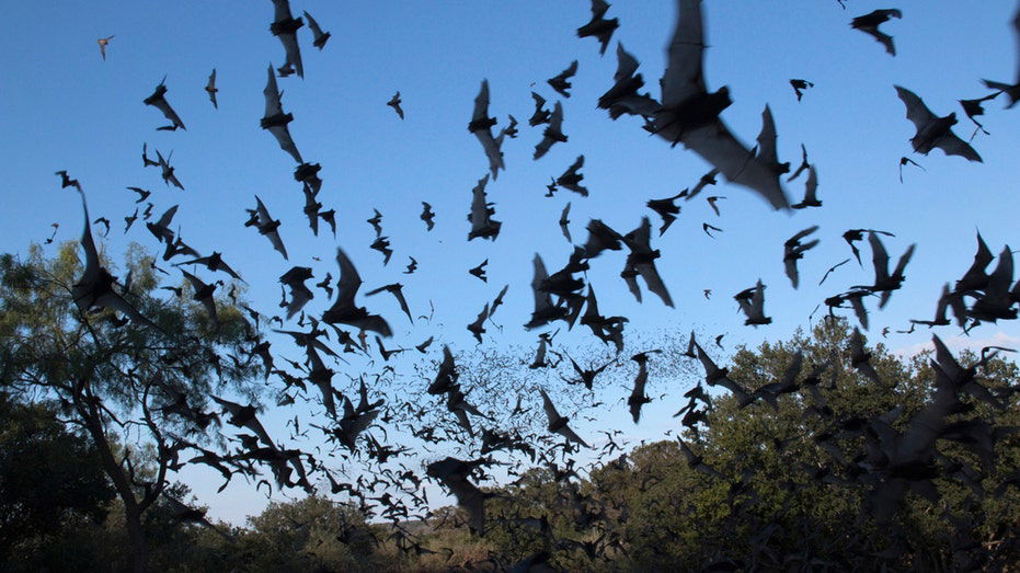Bat flies into tourist's mouth during Arizona night sky photography trip