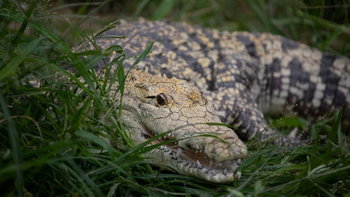 Crocodile attack horror unfolds as couple tries to save victim: 'We felt so helpless'