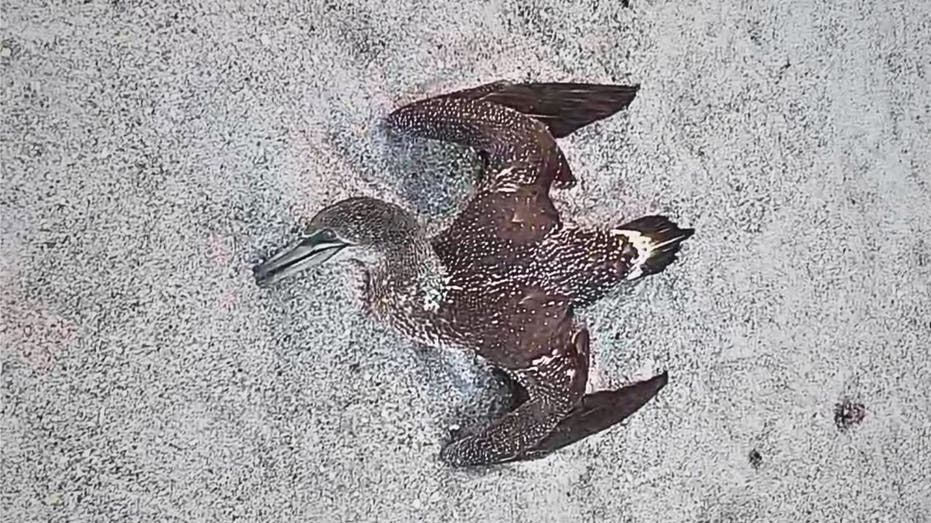 Dead birds on Florida beaches have experts worried about avian flu