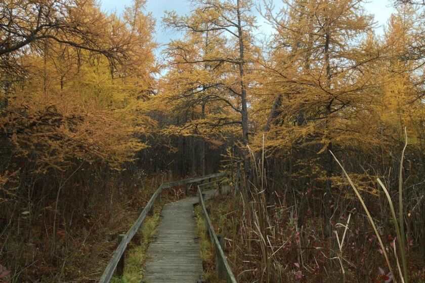 Explore Illinois' Natural Wonders: A Complete Guide to Outdoor Escapes