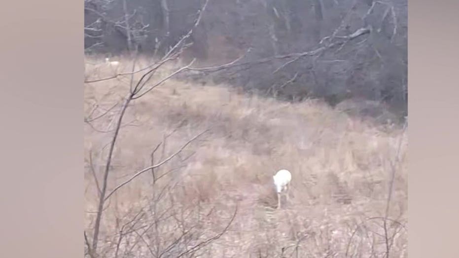 Extremely rare 'albino' deer spotted by family driving home on back roads