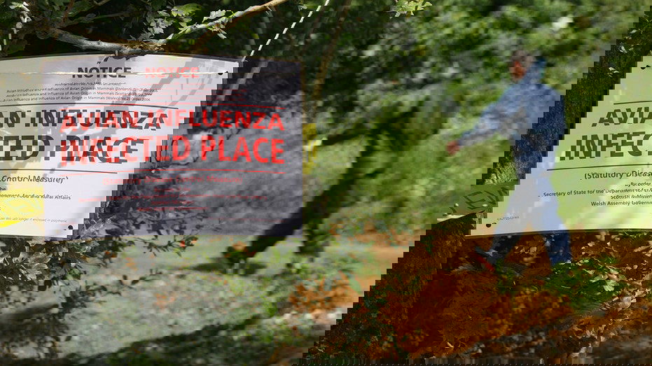 Highway shut down after waste truck carrying dead bird flu ducks crashes in northern Indiana