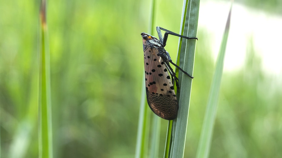 Invasive pests could stage dramatic comeback this summer, experts warn