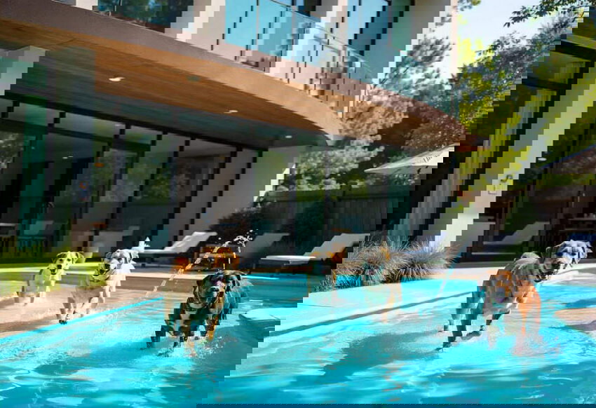 K9 Resorts Debuts in Los Angeles Enjoy the Grand Opening Event