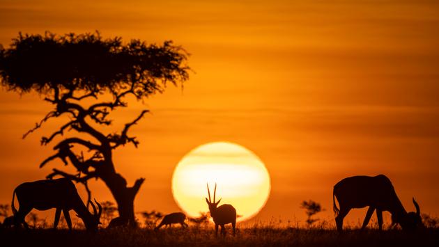 Kenya Eliminates Remaining COVID-19 Travel Restrictions