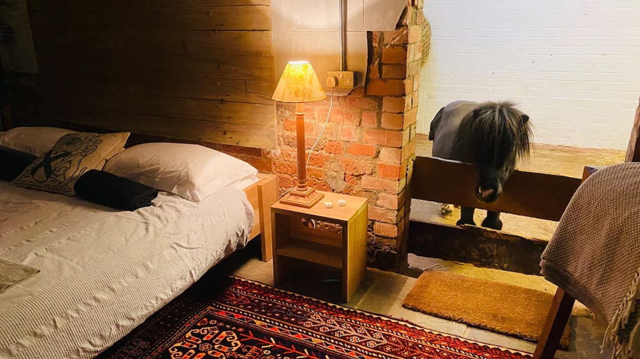 Miniature horse can be a roommate in unusual home rental experience