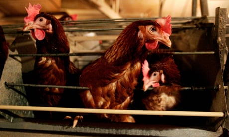 New Zealand bans battery cages for hens - but replacement ‘just as bad’