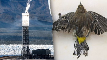 Obama-era 'clean energy' solar power plant still uses fossil fuels - and kills thousands of birds annually