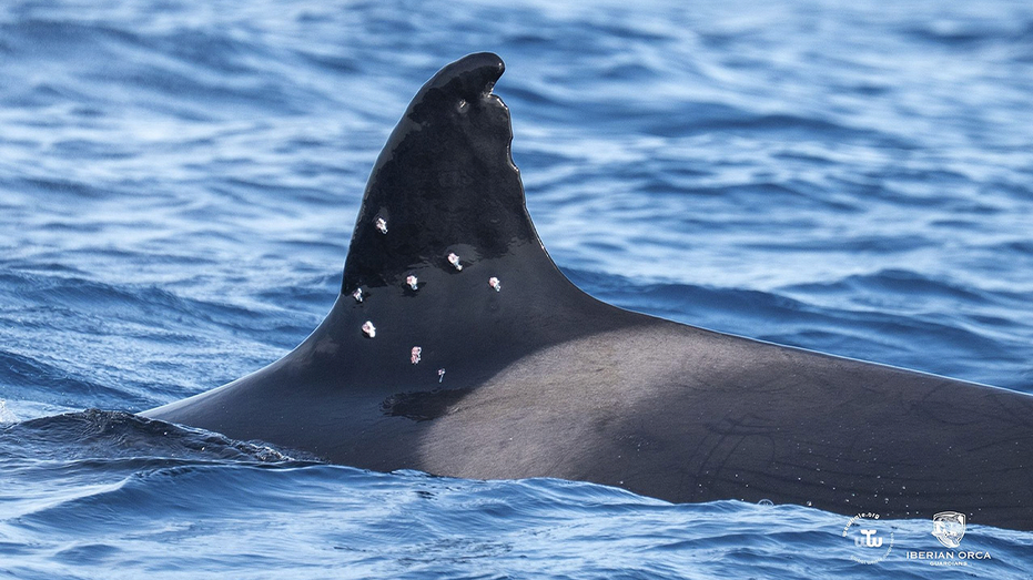 One of world's oldest orca whales found with possible shotgun wounds as officials launch investigation