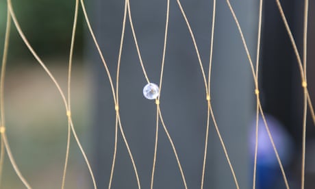 Plastic beads could make nets more visible to cetaceans, scientists say
