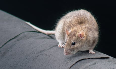 Rentokil pilots facial recognition system as way to exterminate rats