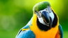 Rogue parrot attacks players during Brazilian U-15 soccer game, then comes back and does it again