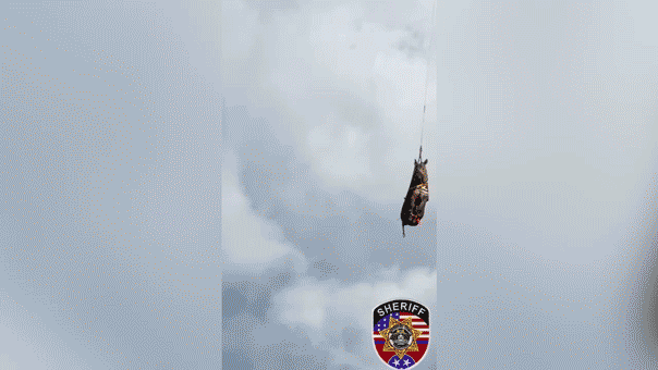 Runaway zebra's wild adventure comes to an end after dramatic helicopter rescue