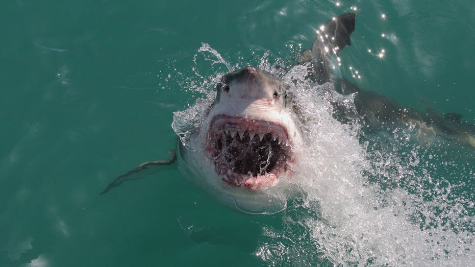 Shark attack deaths surge above decade average in 2025