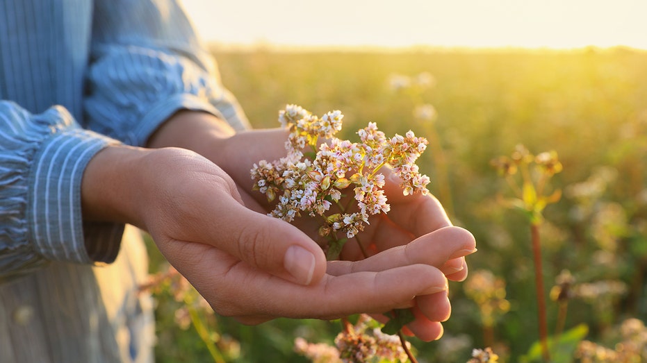 Sleep remedy dubbed 'nature's Valium' sparks debate among experts