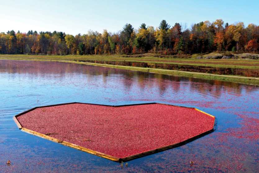 The Bala Cranberry Festival 2024: A must-visit fall event in Ontario, This is what you need to know about