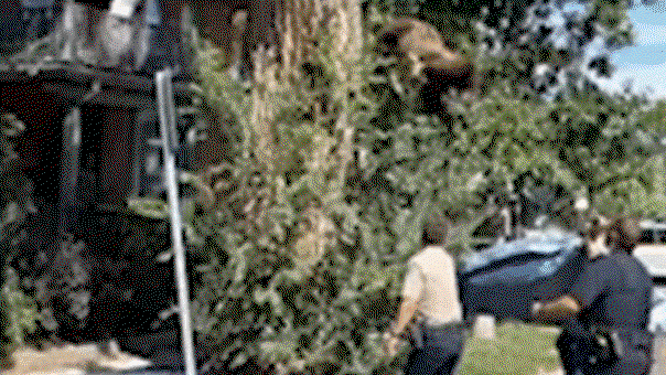 WATCH: Young bear takes rough tumble from Denver tree after wildlife officers tranquilize it